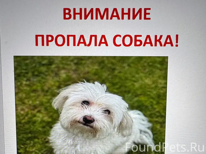 Пропала Мальтийская болонка Мия, деревня Терновка