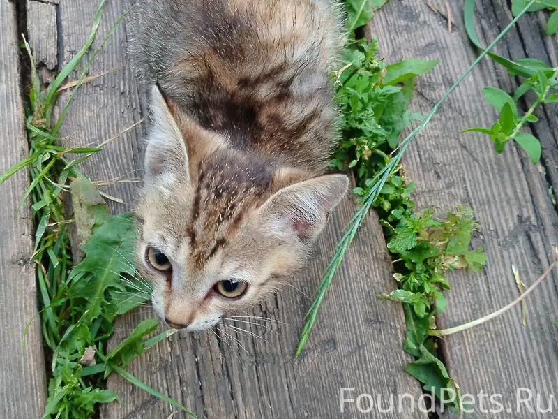 Найден котёнок, улица Ленина