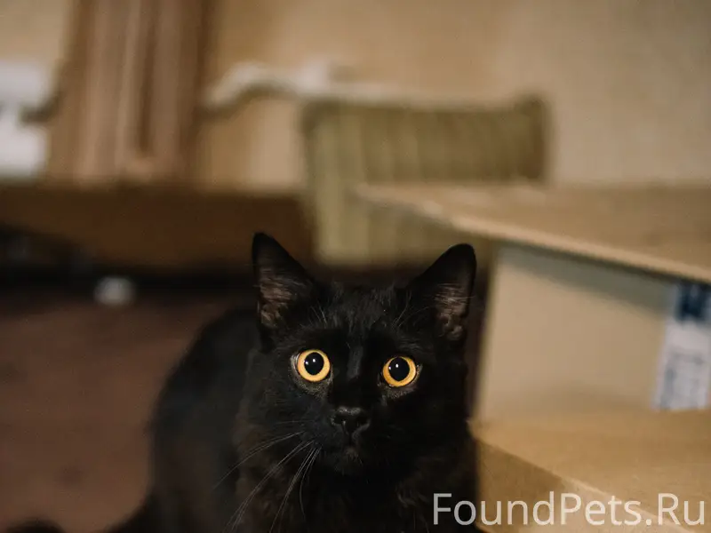 Пропал кот! Прошу, не проходите мимо! 
