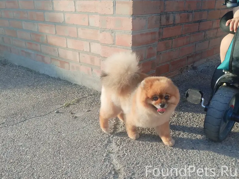 Пропала собака,померанский шпиц,девочка