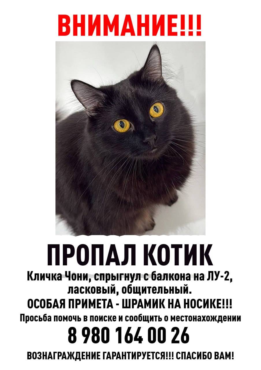 Потерялся котик