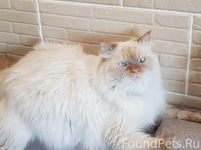 Пропал кот Людвиг, район Бурвода