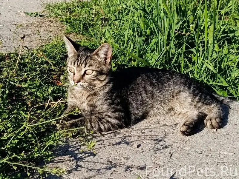 Пропал котёнок, верхний посёлок