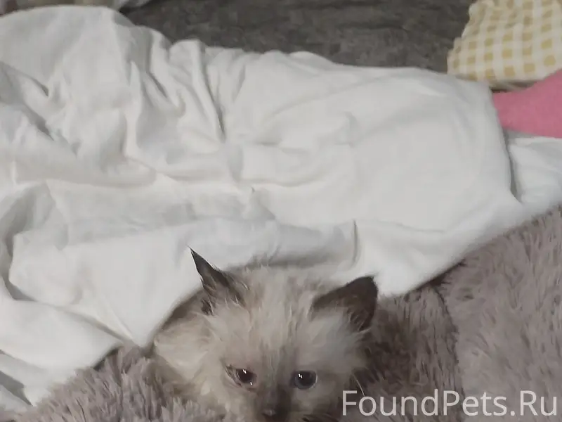 Найден котёнок, шестёрка