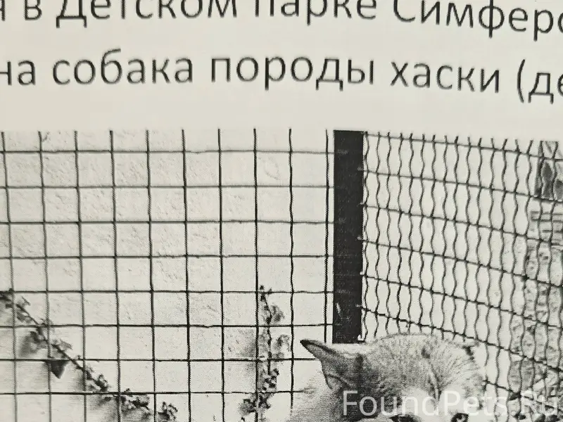 Найден хаски, Симферополь, Детский парк