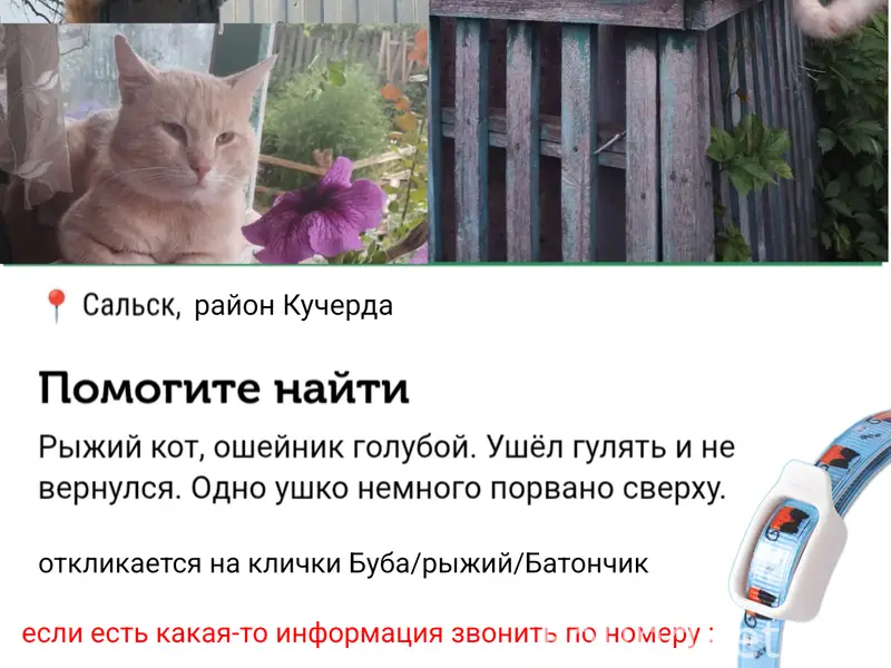 ‼️Пропал рыжий кот(Буба). Сальск р-н Кучур-да