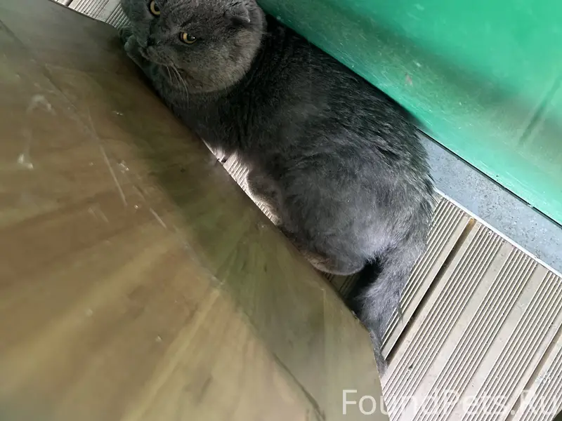 Найден кот