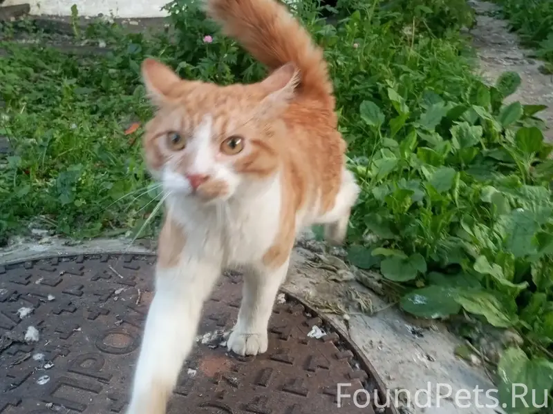 Пропал рыжий кот, Мытищи