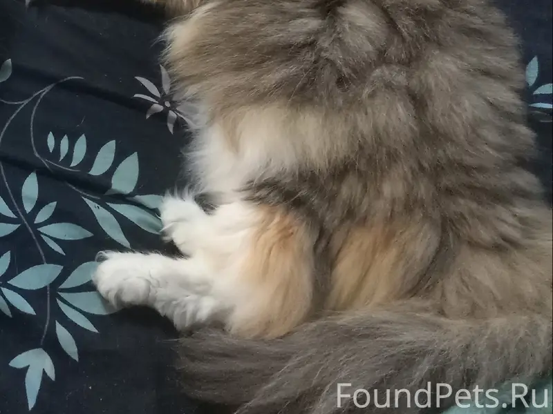 Пропала кошка, район Кушайки