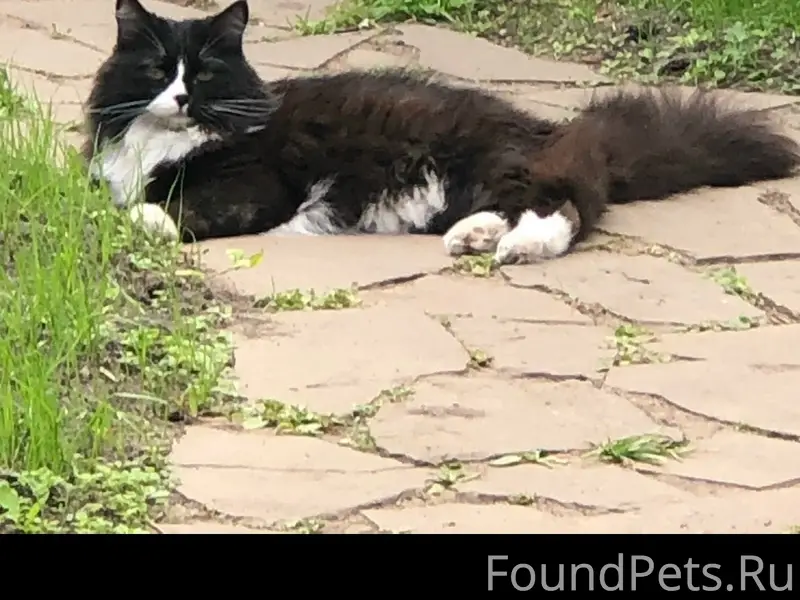 Пропала кошка Шерри, ул. Пожарского