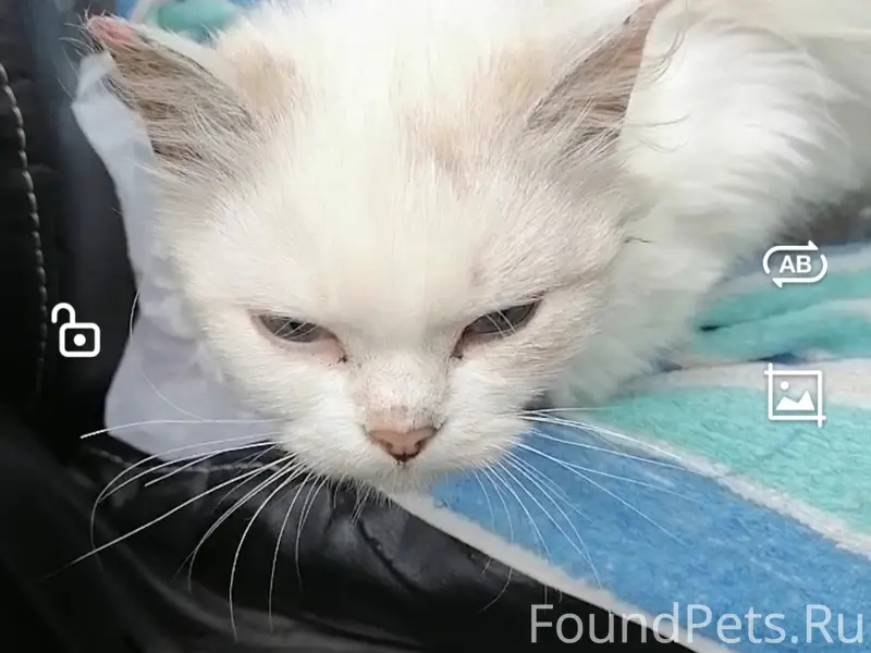 Найдена кошка, Алнашский район