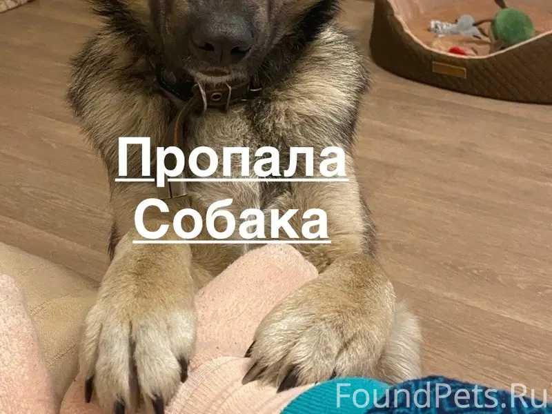 Пропал кобель Дик, Кстовская промзона