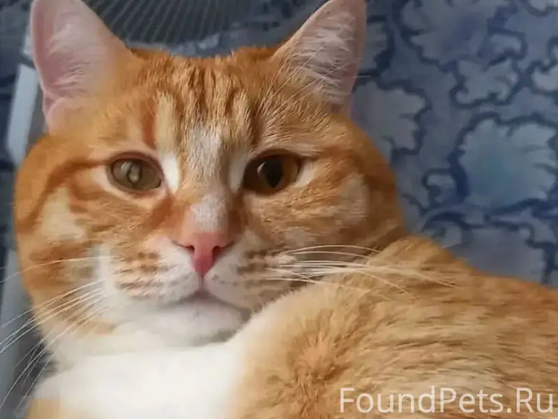 Пропал рыжий кот Рыжий, 6 мкр
