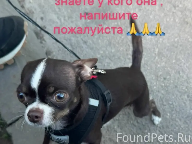 Пропала собака Нюша, Кстово