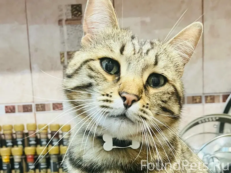 Пропал кот Барсик