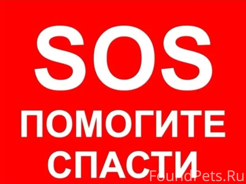 Найден кот в тяжёлом состоянии, Нижний Новгород