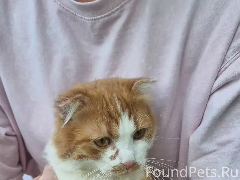 Найдена домашняя кошка, Московское шоссе 172А