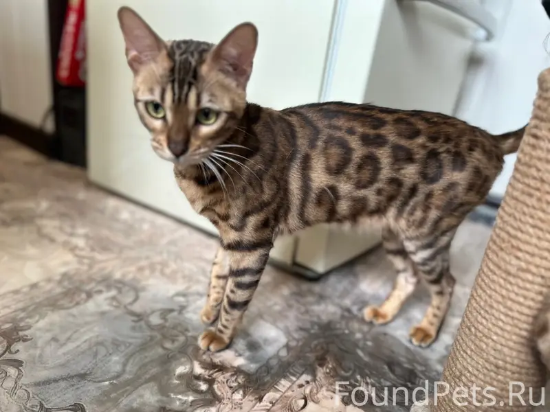 Пропала кошка, п. Иноземцево