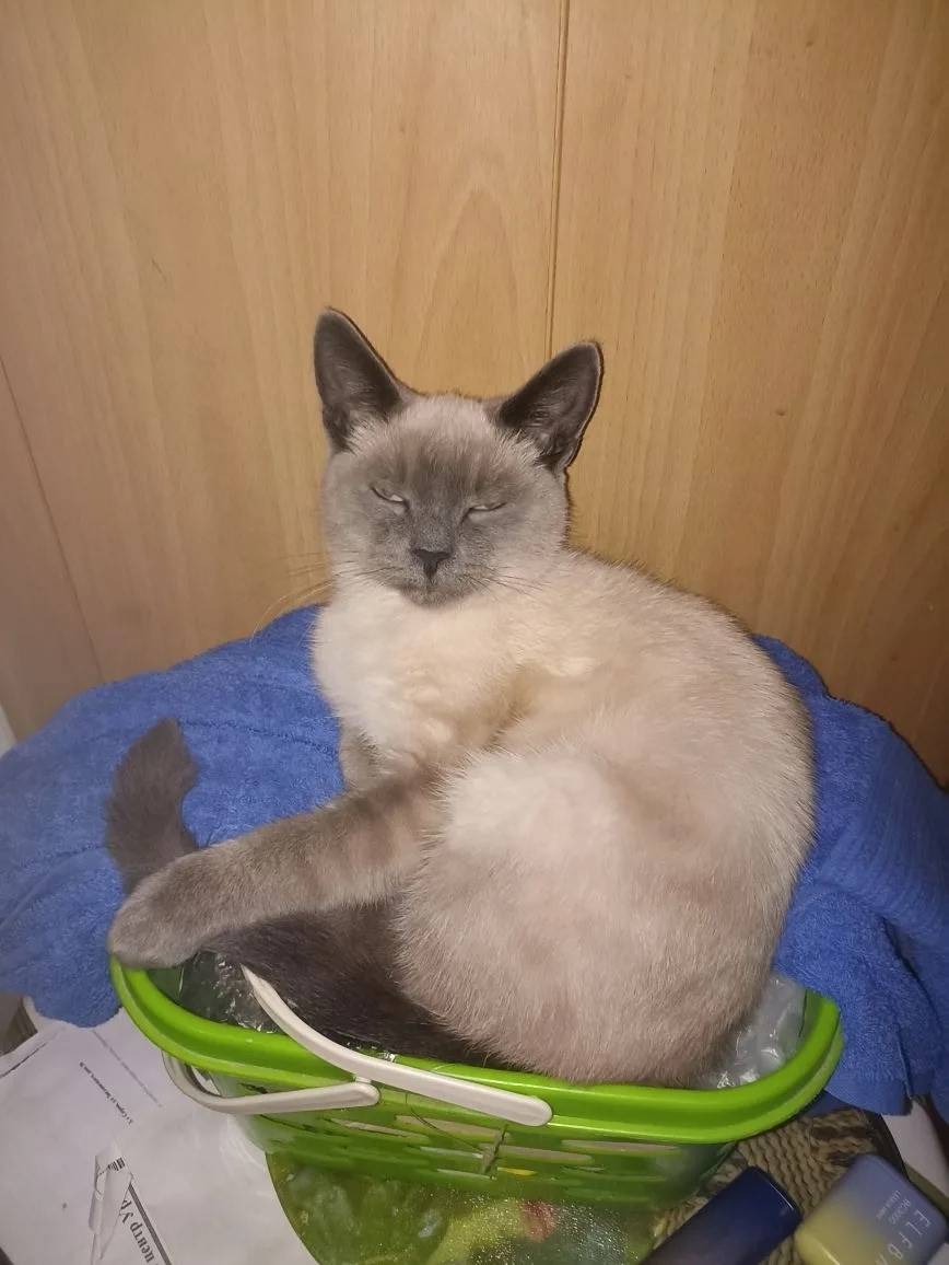 Пропал кот, Серов