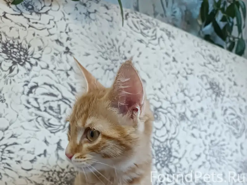 Найден рыжий котёнок, с. Уинское