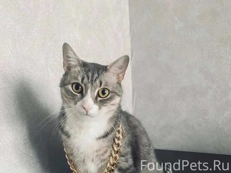 Пропал кот, район улицы Ольховая