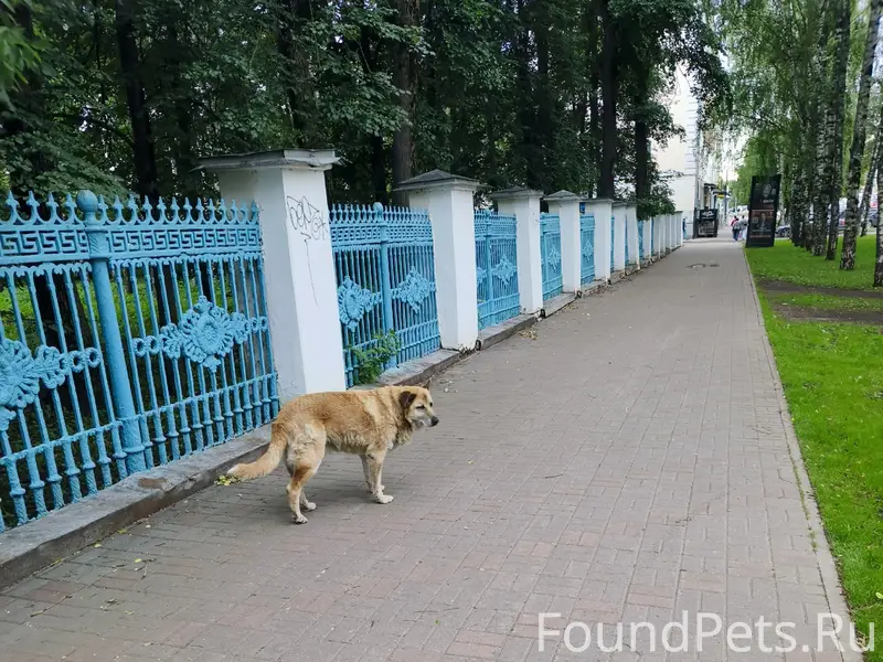 Найден старый пёс, центр