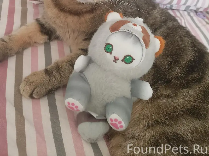 Пропала кошка Плюша, Калачинск