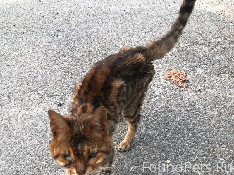 Найден кот, ул. Свободы, 44