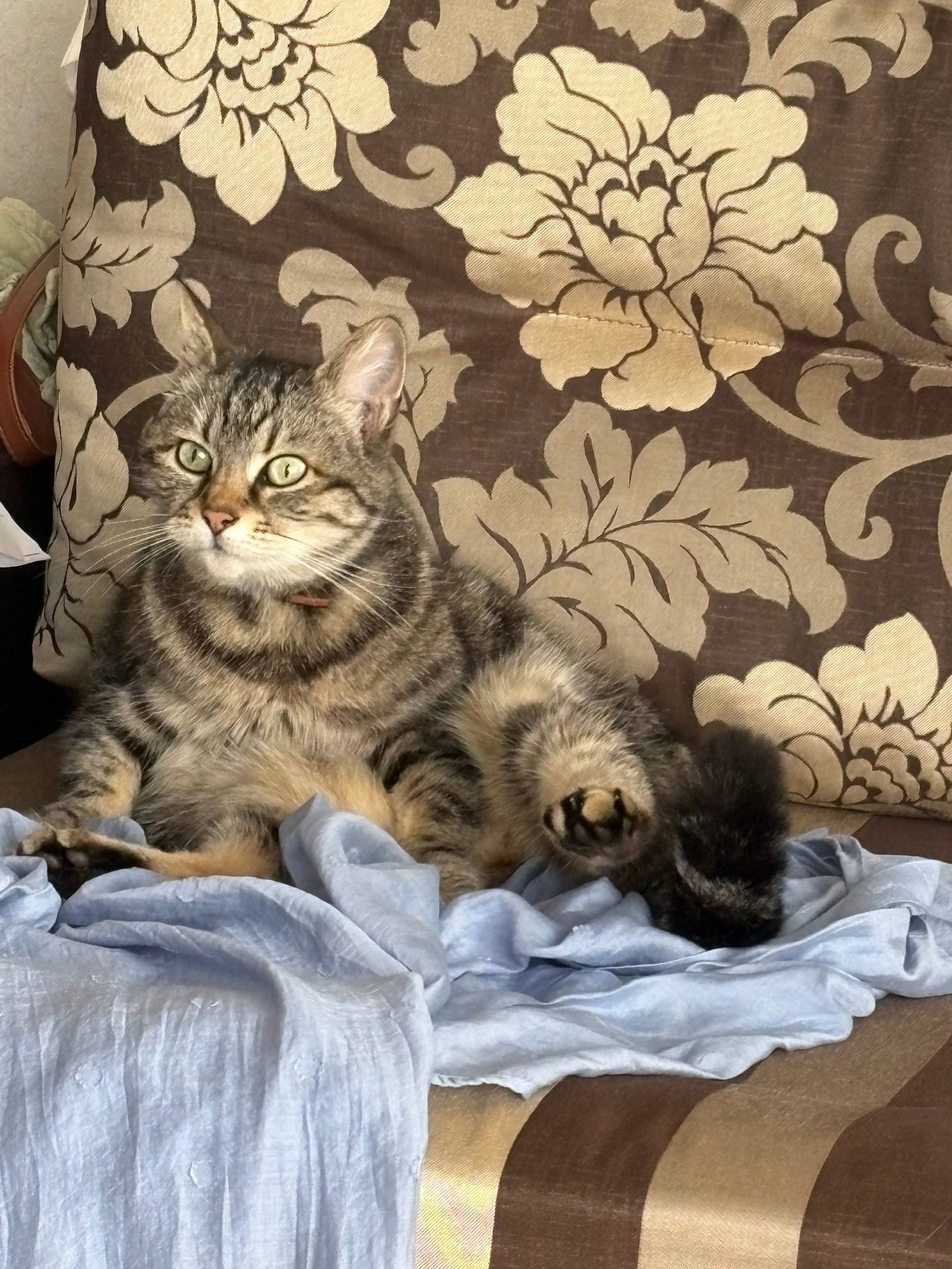 Найдена кошка, район Бытха