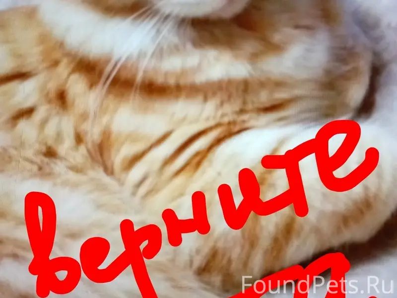 Пропал кот, ул. Октябрьская