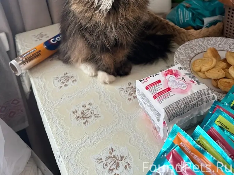 Пропал кот, улица Горького