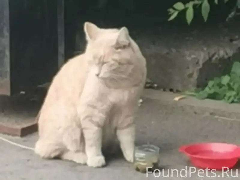 Найден кот Рыжик, улица Дмитриева