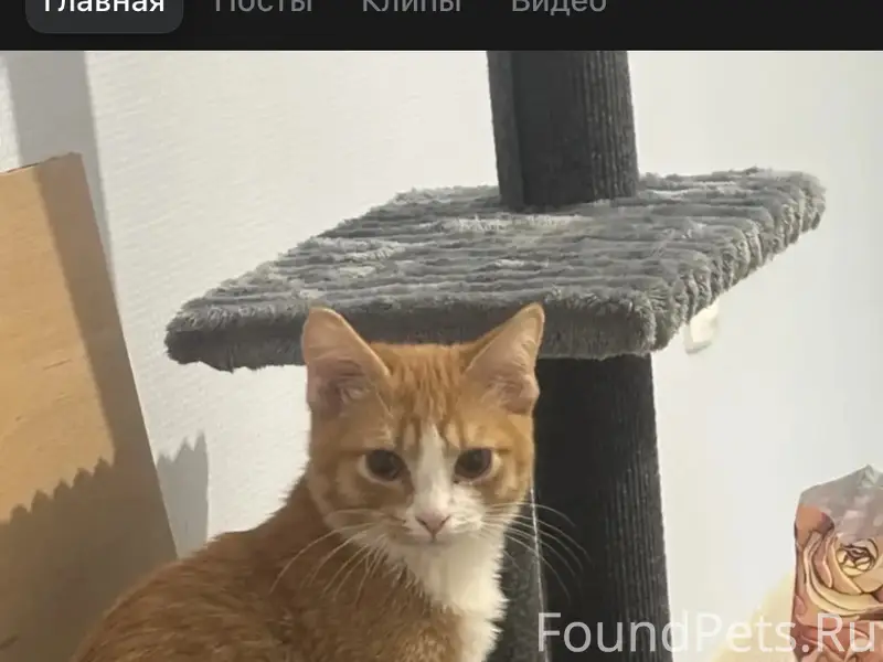 Пропал рыжий котик
