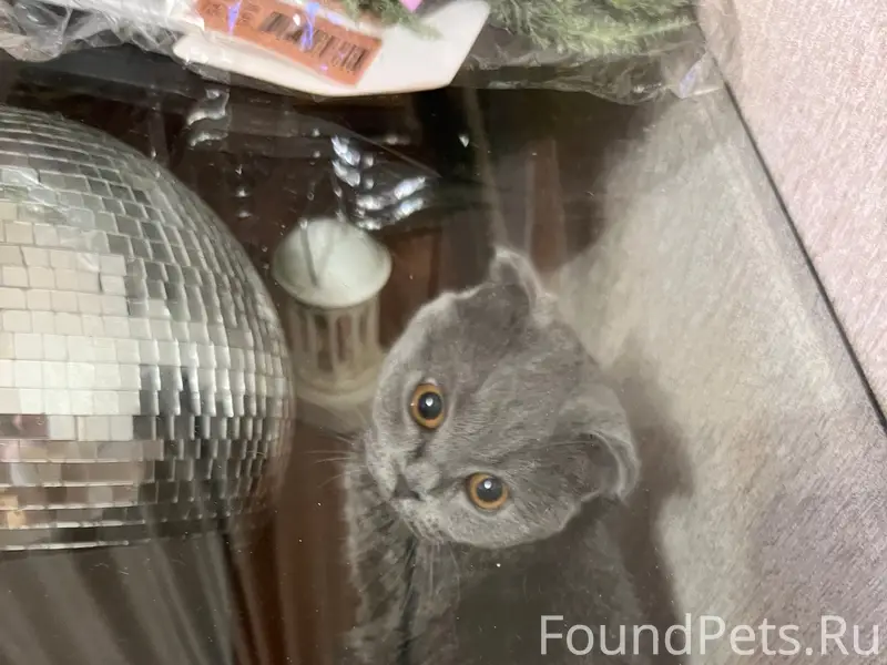 Найдена кошка, ул. Героя д. 19