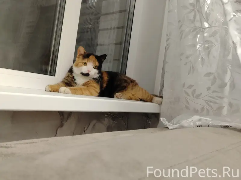 Пропала кошка, район Холмы за баней