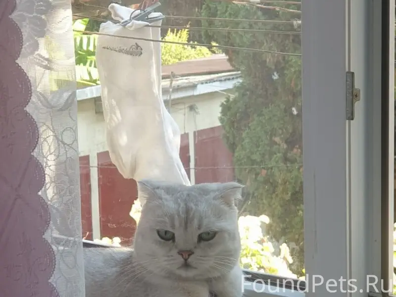 Пропала кошка, Красноармейская