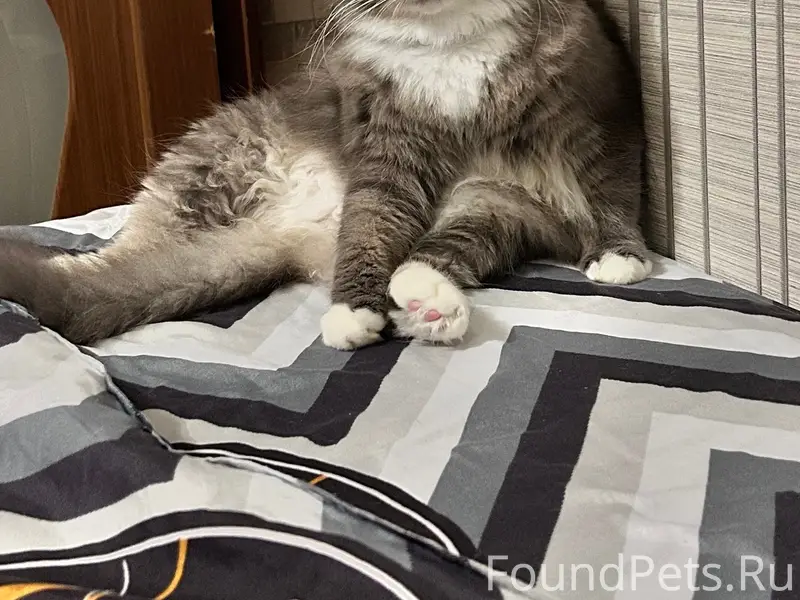 Пропал кот, район ул. Титова