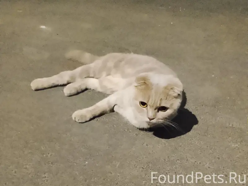 Найден Британский вислоухий кот, Автозаводский район
