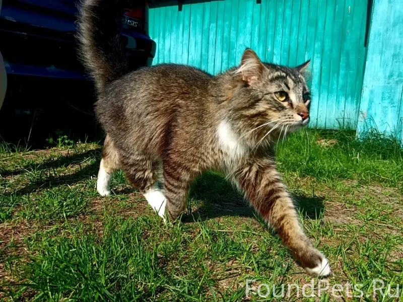 Пропал кот Симба, район бпк (Перевоз, Котлашанская)