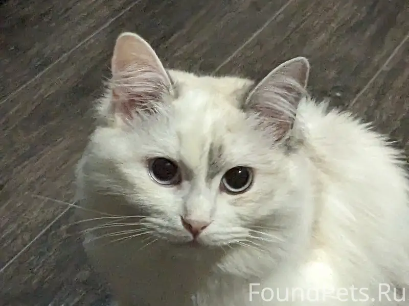 Пропала кошка Пушинка, Майма