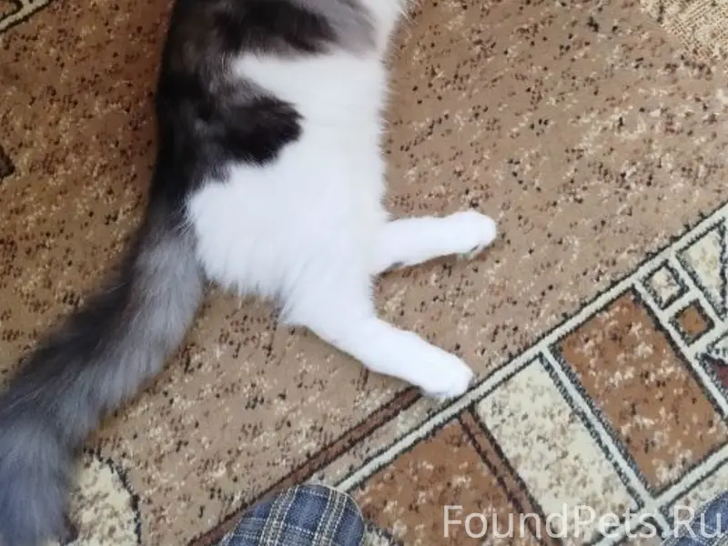 Пропал кот Хомяк