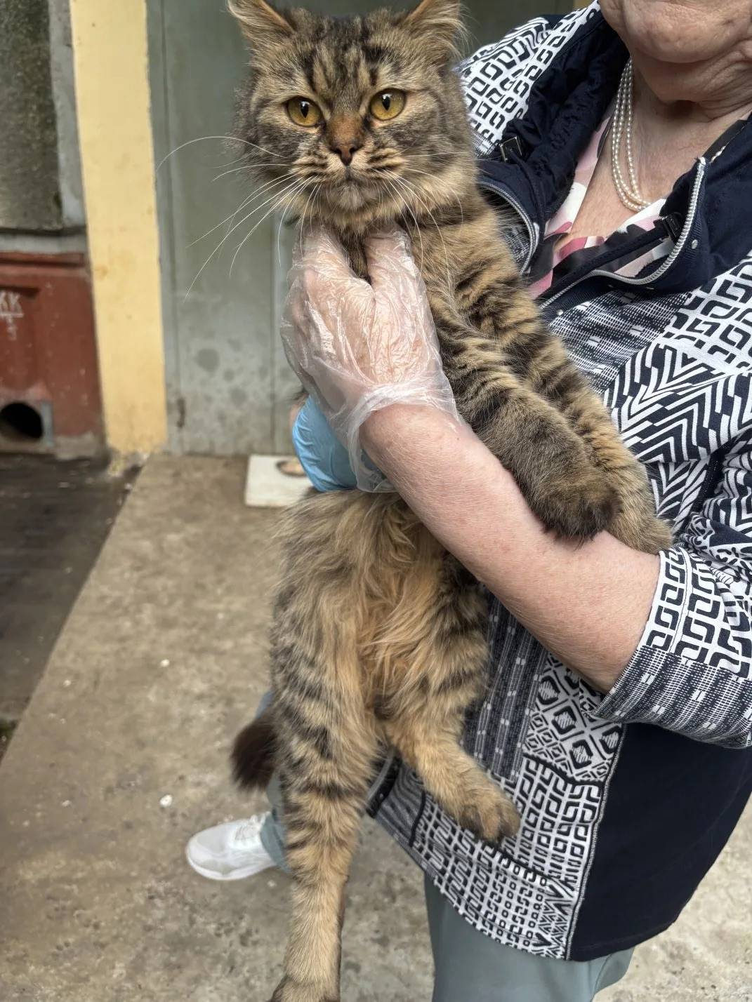 Найдена кошка, ул. Верхнепечерская
