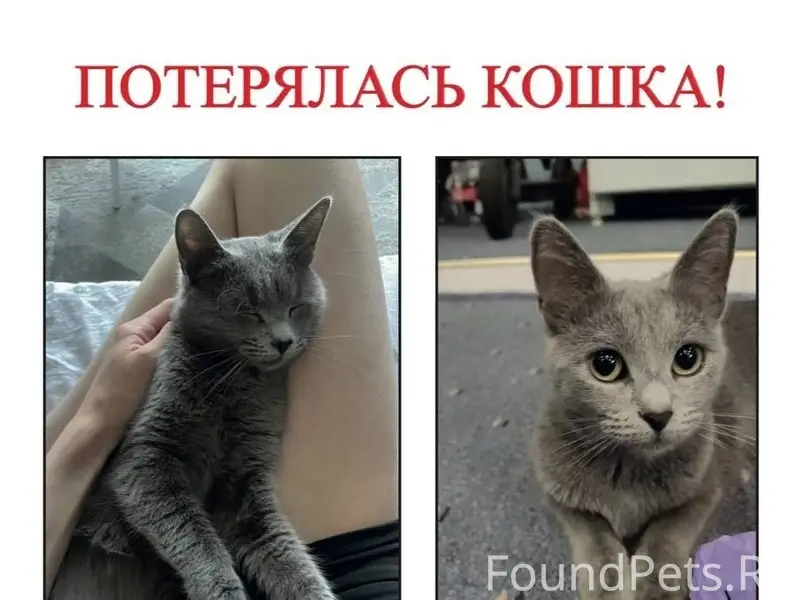Пропала кошка Туся