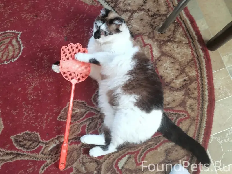 Пропала кошка, район бывшего гибдд