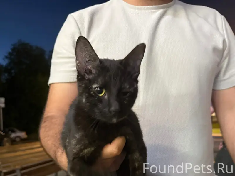 Найден кот/кошка, Зеленоград
