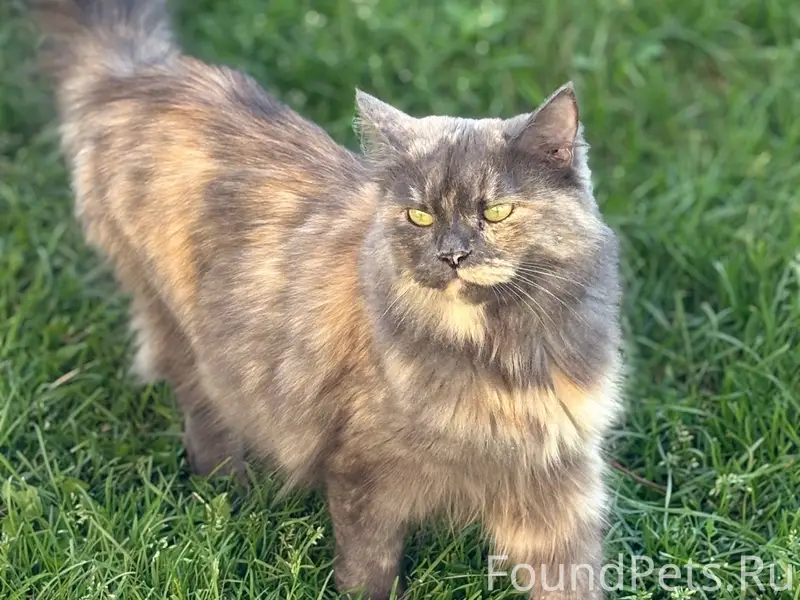 Пропала кошка, район Профсоюзная, Кутасова