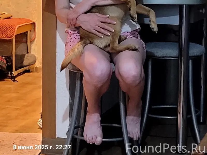 Пропала собака Надя