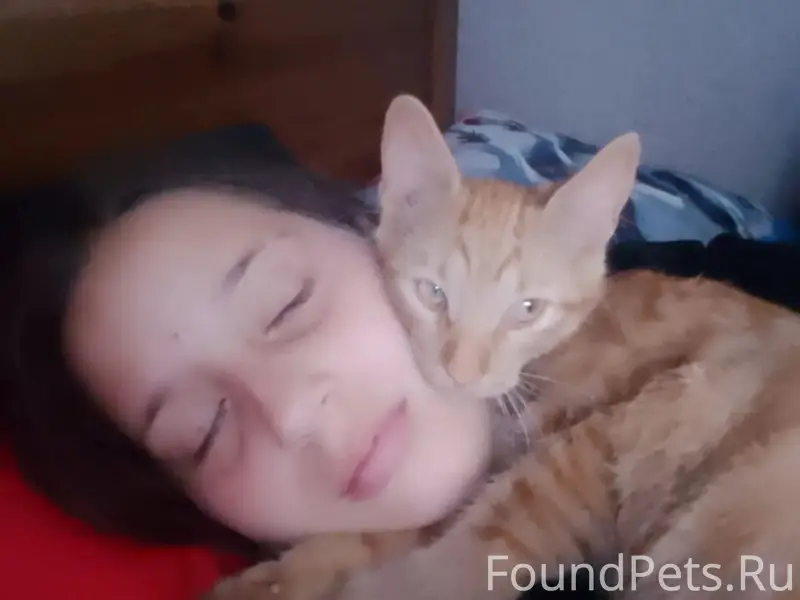 Пропал котёнок Кузя, деревня Логиново
