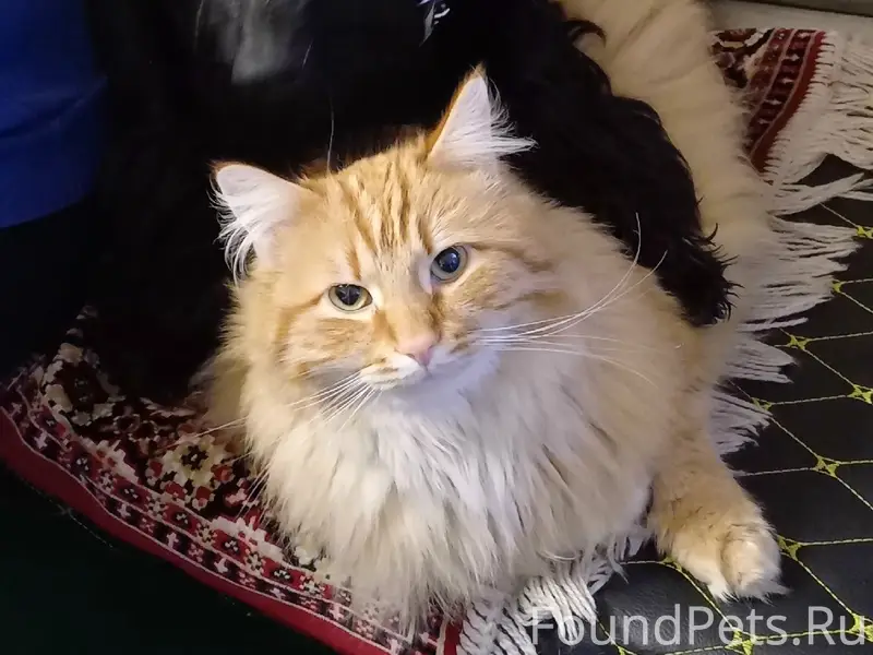 Пропал рыжий кот Симба