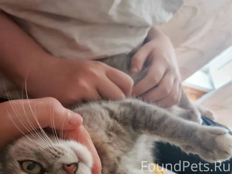 Пропала кошка, район хоккейной коробки